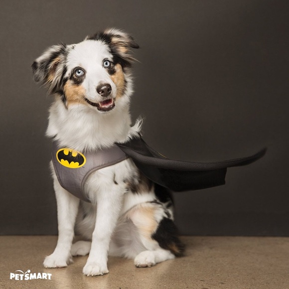DC Comics Batman Pet Costume (M) - NWT 🐶🐾 - Picture 9 of 11